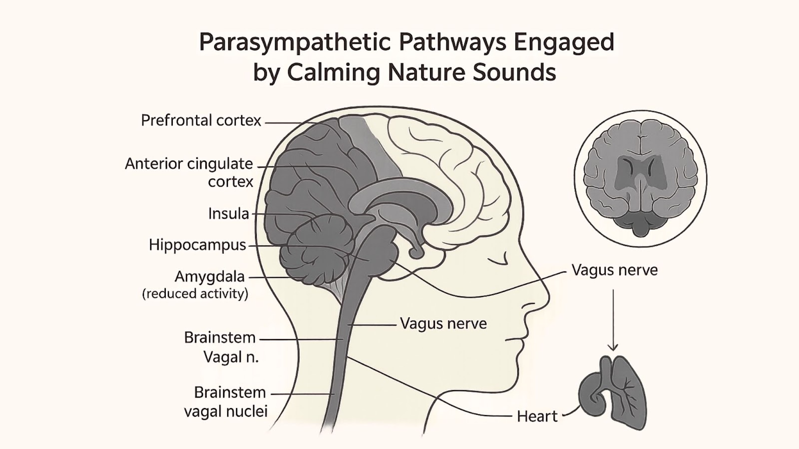 Illustration showing the parasympathetic pathways engaged by calming nature sounds, highlighting brain regions like the prefrontal cortex, hippocampus, and vagus nerve leading to the heart.